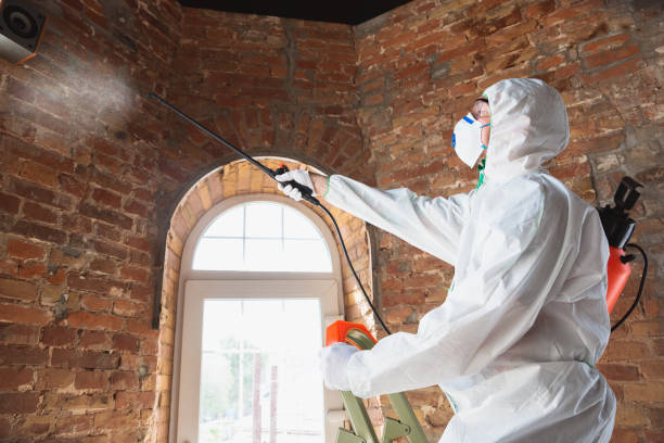 Best Biohazard Mold Removal  in Downs, IL